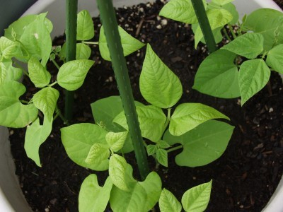 Bean Plant