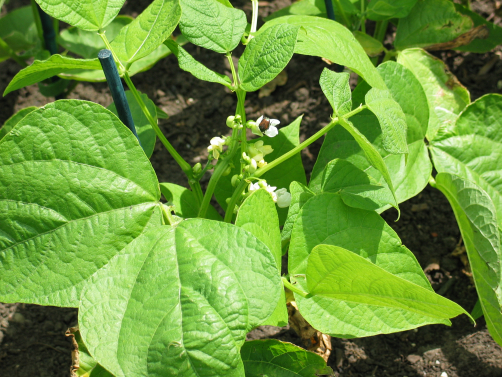 Bean Plant