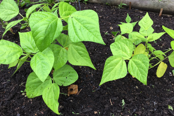 Bean Plant