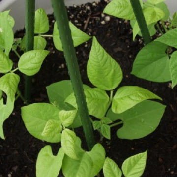 Bean Plant