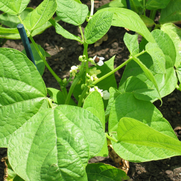 Bean Plant