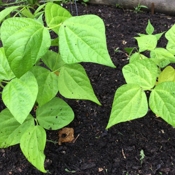 Bean Plant